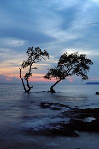 Silhouette tree by sea against sky during sunset