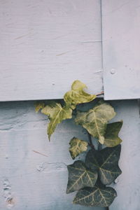 High angle view of leaves