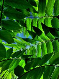 Low angle view of tree