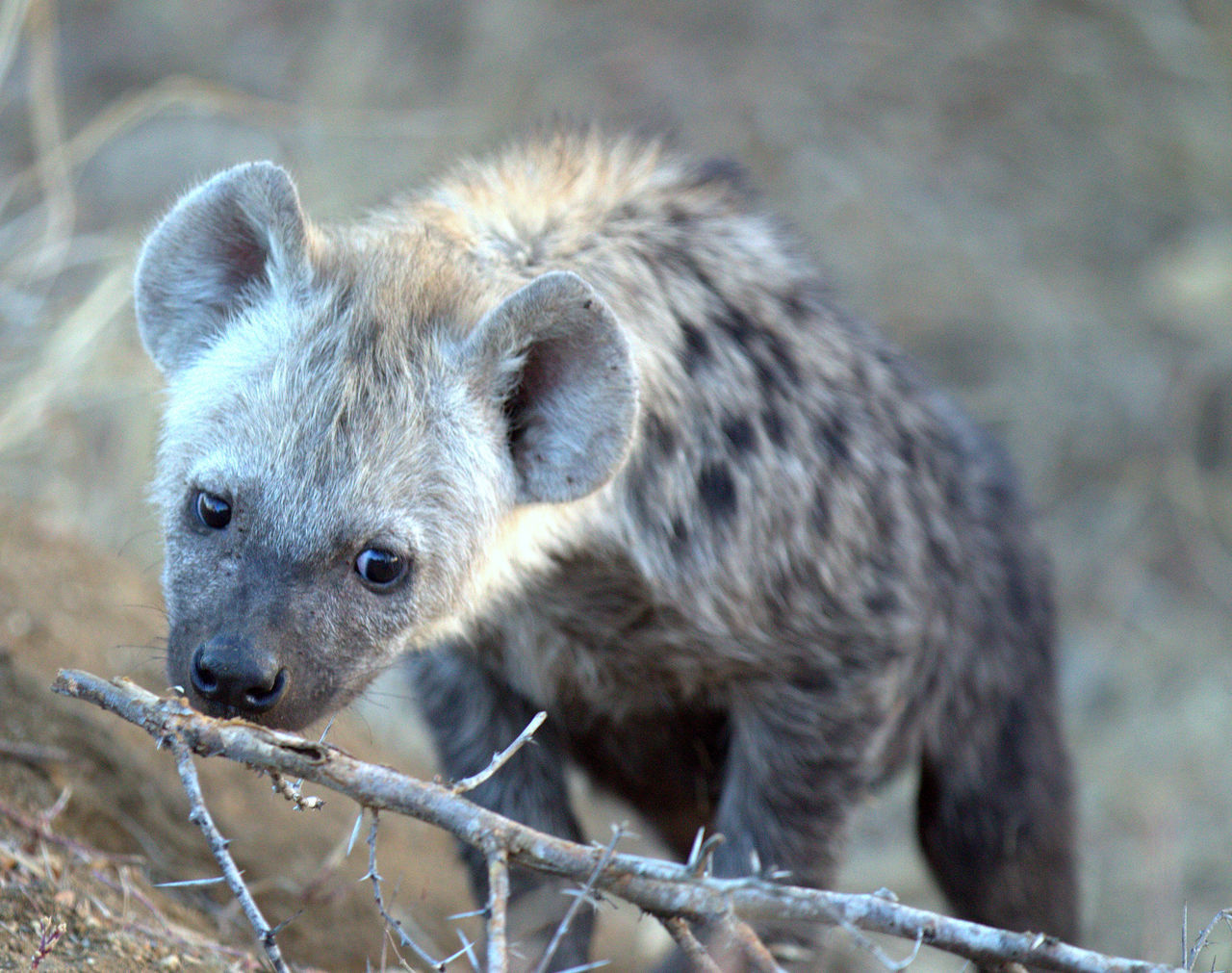 Hyenapup