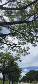 Low angle view of trees in forest against sky