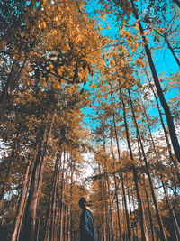 Low angle view of trees in forest during autumn