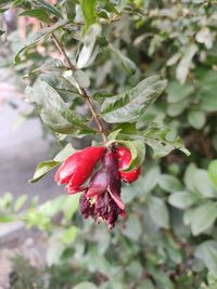 Close-up of red berries on tree