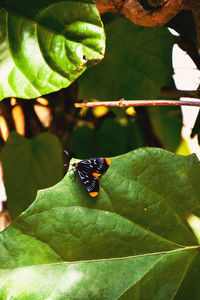 Close-up of ladybug on leaf