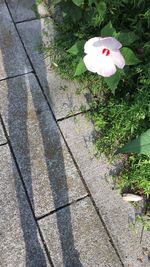 High angle view of white flowers on plant