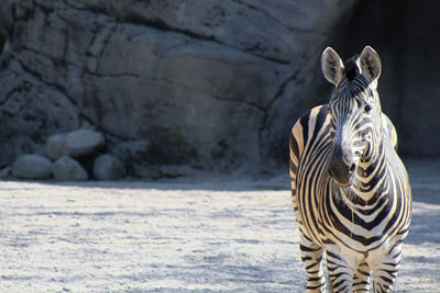 View of a zebra