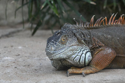 Close-up of lizard on land