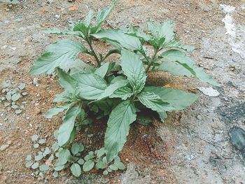 Close-up of plant