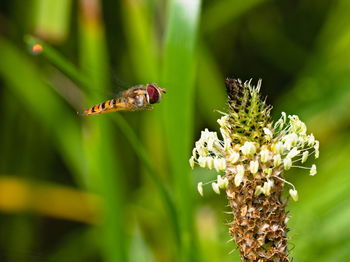 Close-up of insect pollinating on flower