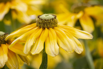 Close-up of yellow daisy flower