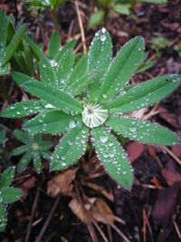 High angle view of wet plant on field