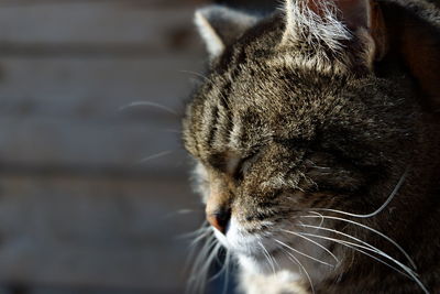 Close-up of a cat looking away