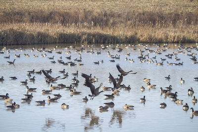 Flock of birds in lake