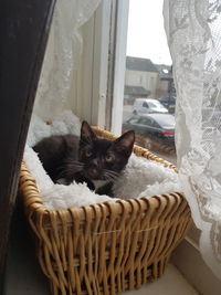 Portrait of cat in basket