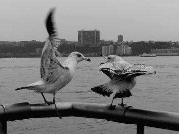 Seagull perching on shore in city against clear sky