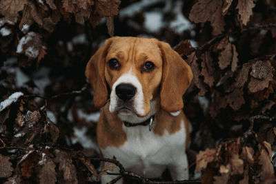 Portrait of a beagle dog