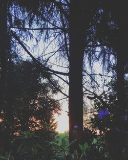 Low angle view of silhouette trees in forest against sky