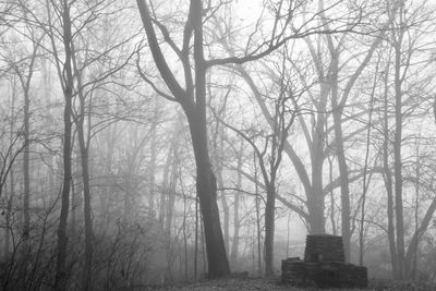 Bare trees in foggy weather during winter