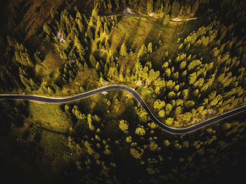 Aerial view of a road between lights and shadows of the forest