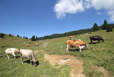 Cows grazing in the field in mountains