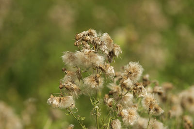 Close-up of honey bee on plant