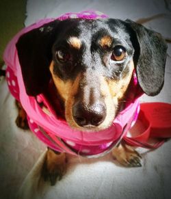 Close-up portrait of dog