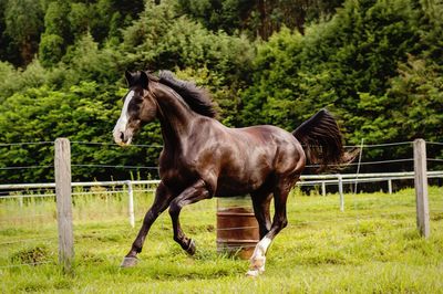 Horse running on field against trees