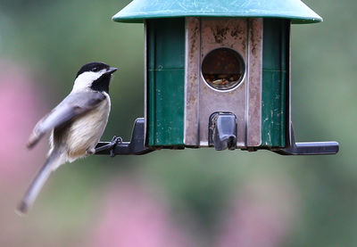 Close-up of bird perching on birdhouse