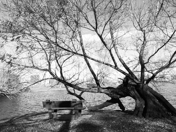 Bare trees in water