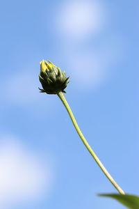 Low angle view of flowering plant against sky