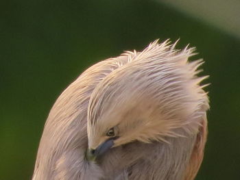 Close-up of a bird