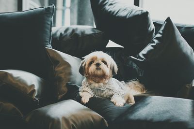 Dog relaxing on sofa at home