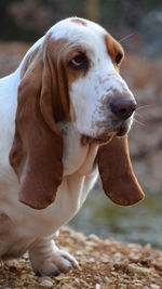 Close-up of dog looking away