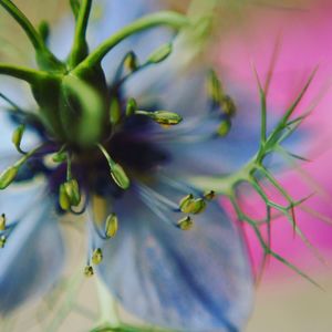 Macro shot of purple flower