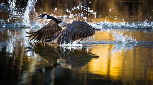 Bird flying over lake