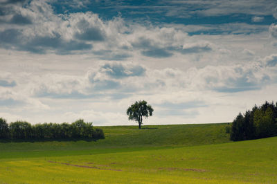 Trees on field against sky