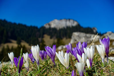 Close-up of purple crocus flowers on field