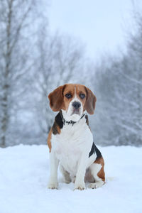 Portrait of dog sitting on snow covered land