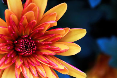 Close-up of yellow flower