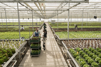 People in greenhouse