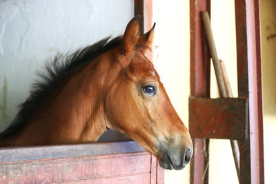 Close-up of horse in stable