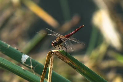 Close-up of dragonfly on plant