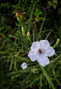 Close-up of white flowering plant on field