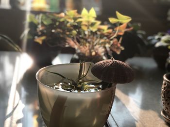 Close-up of potted plant on table