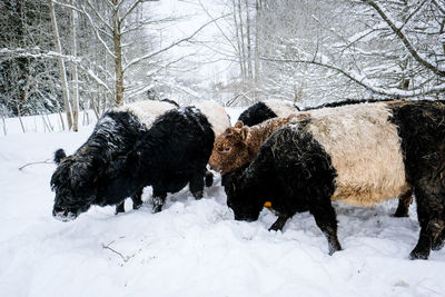 Dogs on snow covered field