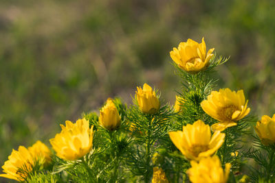 Beautiful yellow flower in a green field in summer