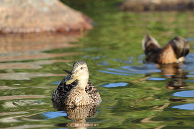 View of ducks swimming in lake