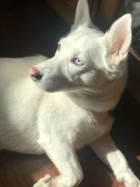 Close-up of a dog looking away