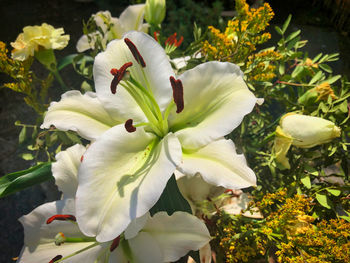 Close-up of white flowering plant