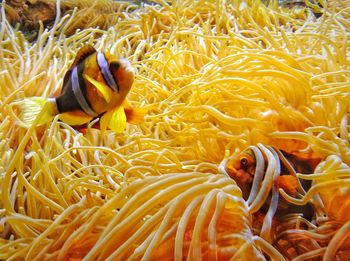 Close-up of clown fish in sea